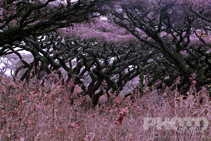 Trees, Birds, Flowers  of East Africa