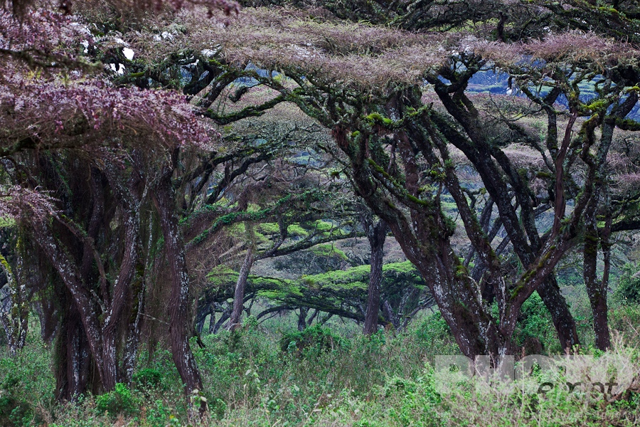 Trees, Birds, Flowers  of East Africa