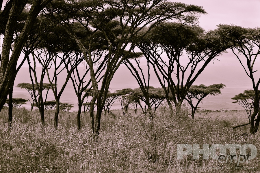 Trees, Birds, Flowers  of East Africa