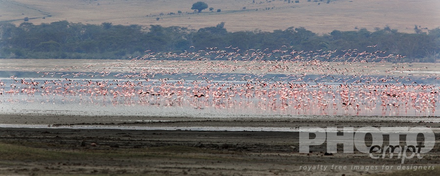 Trees, Birds, Flowers  of East Africa