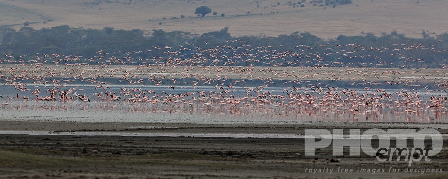 Trees, Birds, Flowers  of East Africa