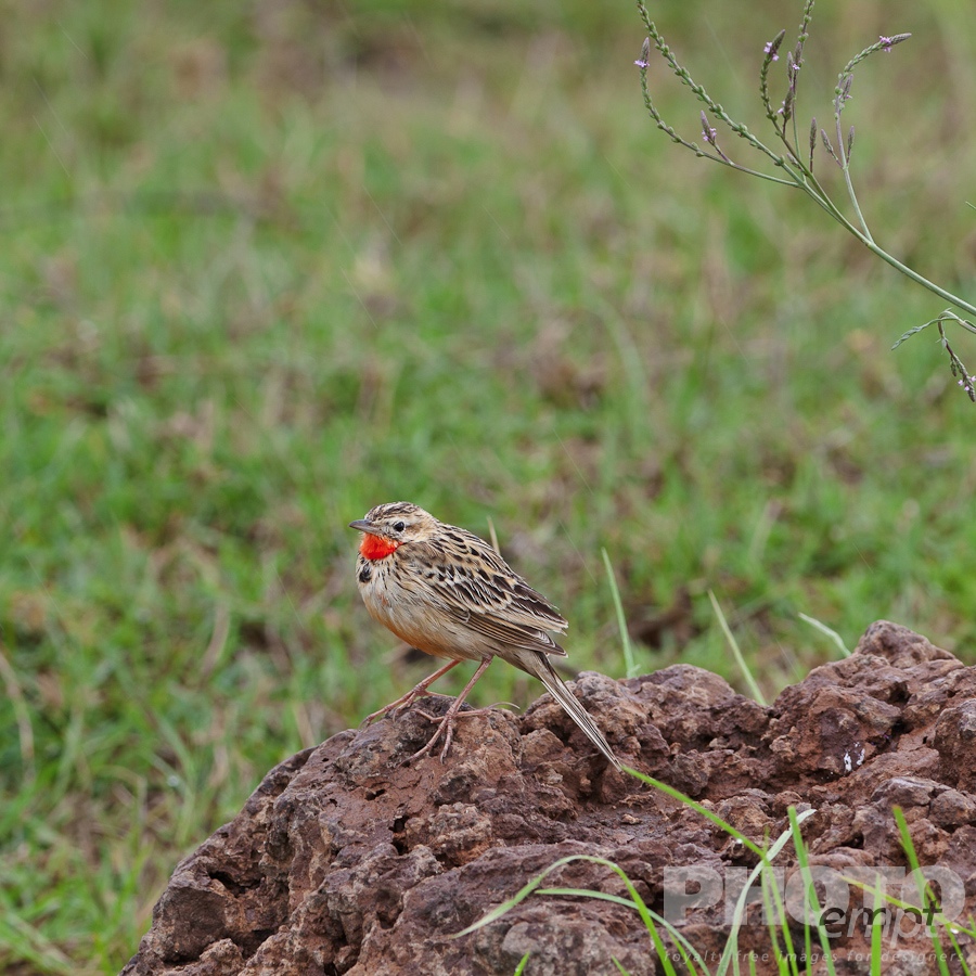 Trees, Birds, Flowers  of East Africa