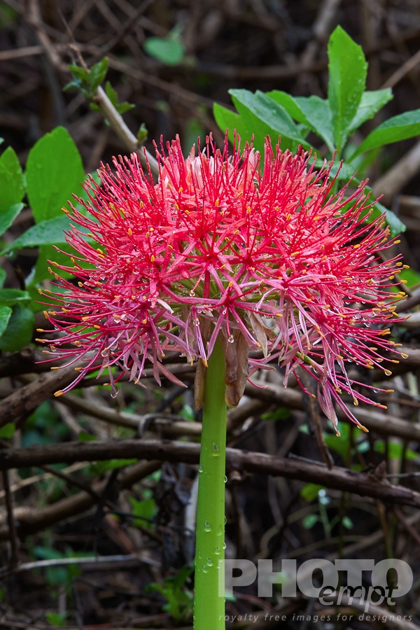 Trees, Birds, Flowers  of East Africa