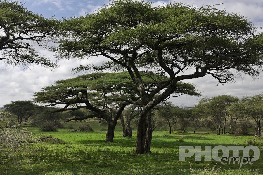 Trees, Birds, Flowers  of East Africa
