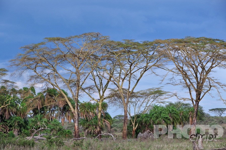 Trees, Birds, Flowers  of East Africa