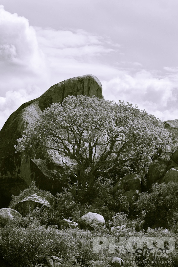 Trees, Birds, Flowers  of East Africa