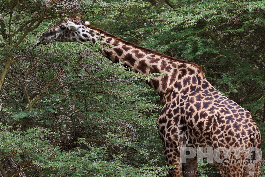 Wildlife  of East Africa