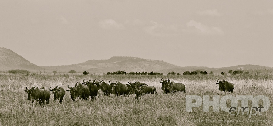 Wildlife  of East Africa