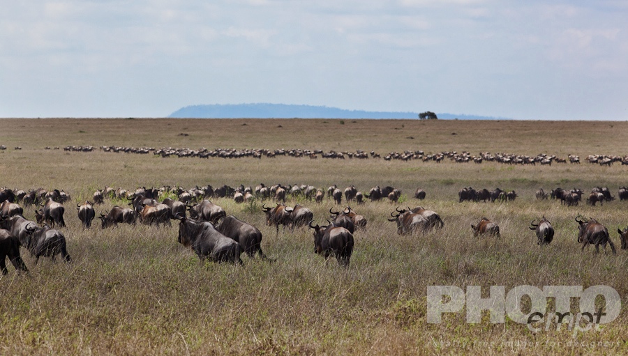Wildlife  of East Africa