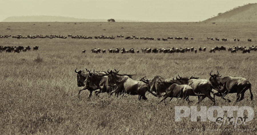 Wildlife  of East Africa