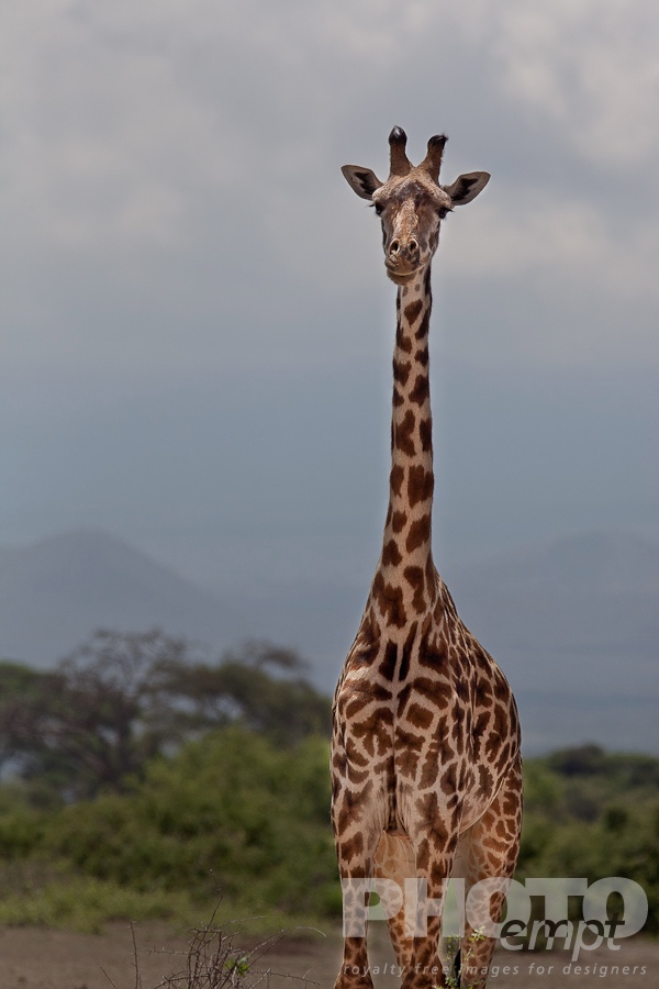 Wildlife  of East Africa