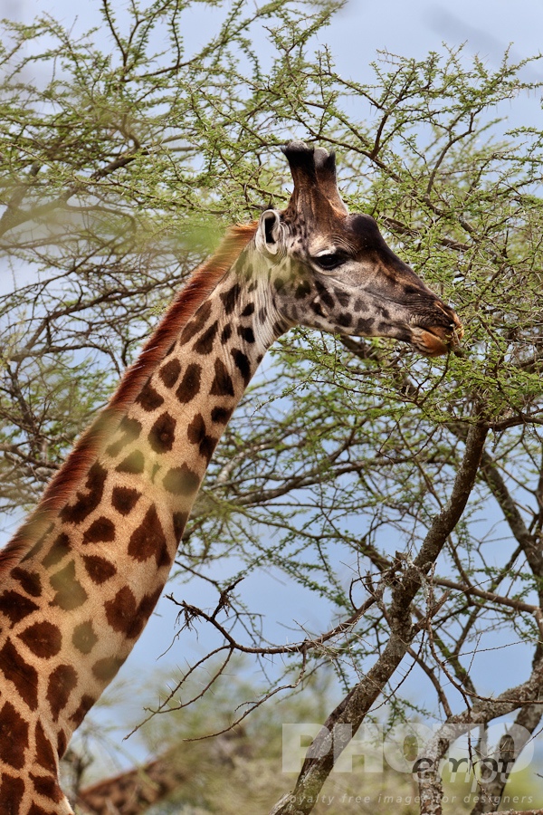 Wildlife  of East Africa