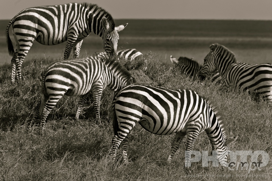 Wildlife  of East Africa