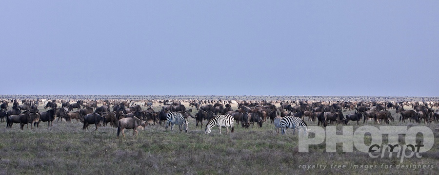 Wildlife  of East Africa