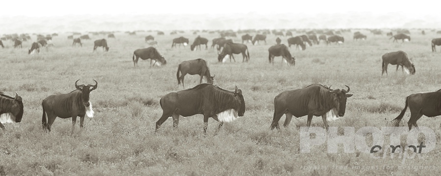 Wildlife  of East Africa