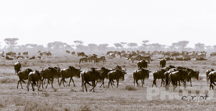 Wildlife  of East Africa
