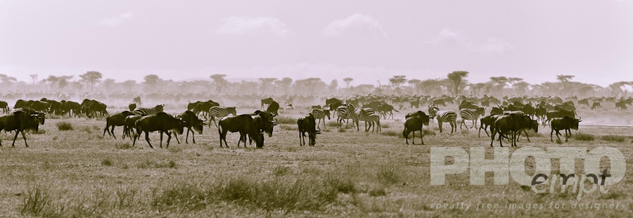 Wildlife  of East Africa