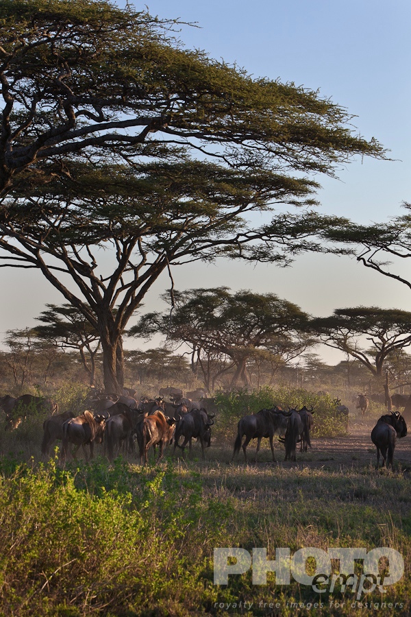 Wildlife  of East Africa