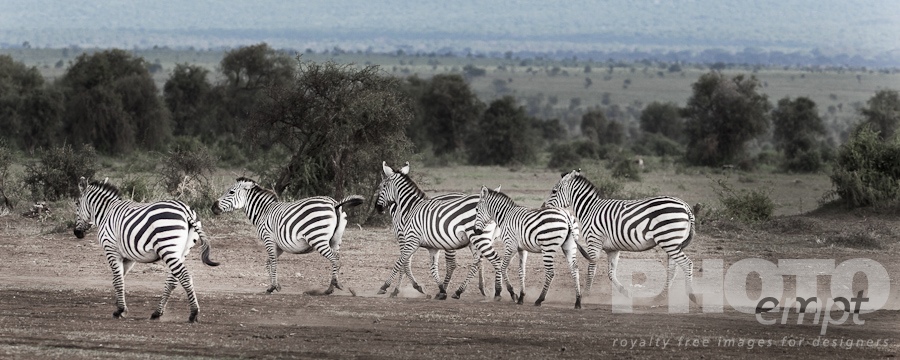 Wildlife  of East Africa