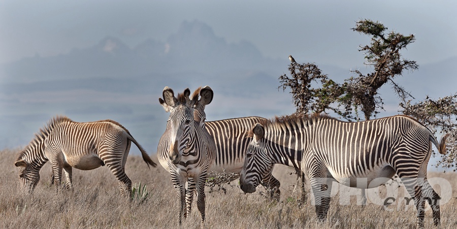 Wildlife  of East Africa