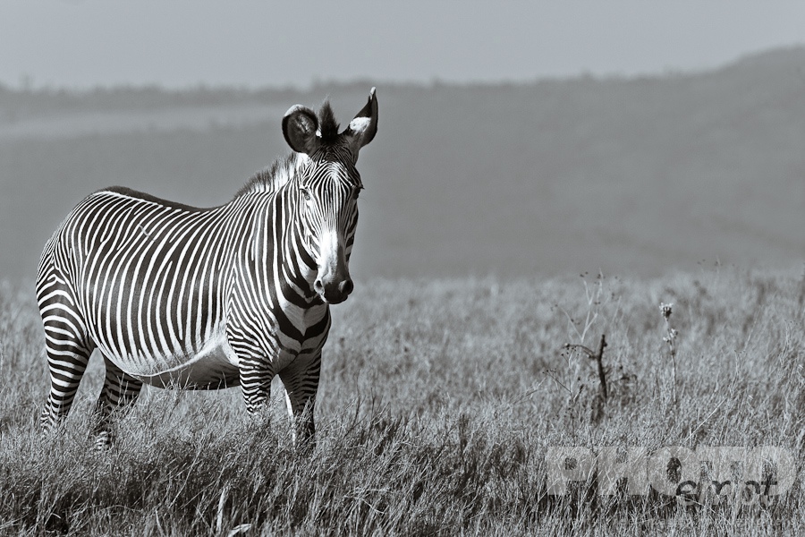 Wildlife  of East Africa
