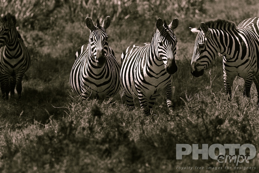 Wildlife  of East Africa