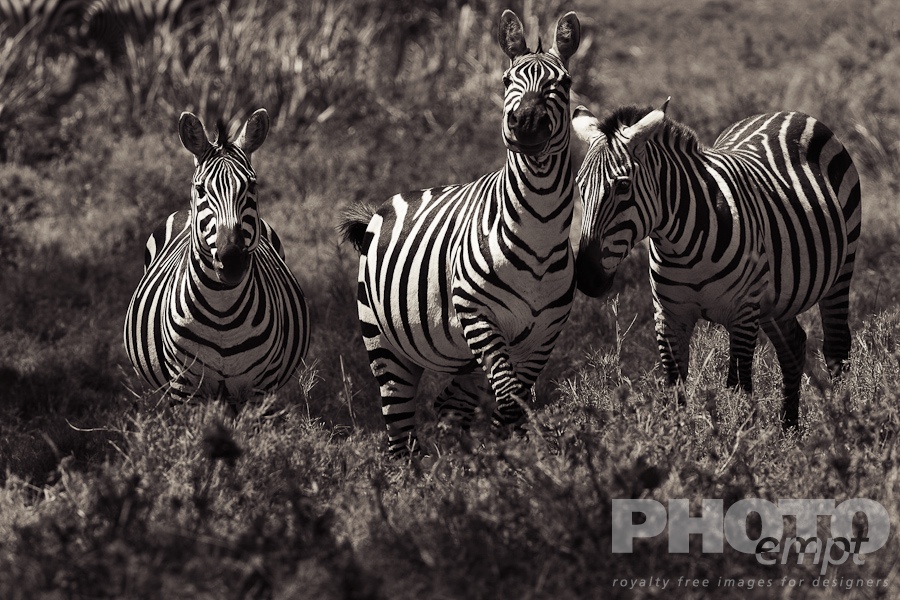 Wildlife  of East Africa