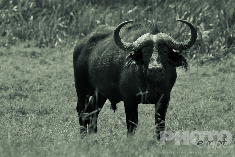 Wildlife  of East Africa