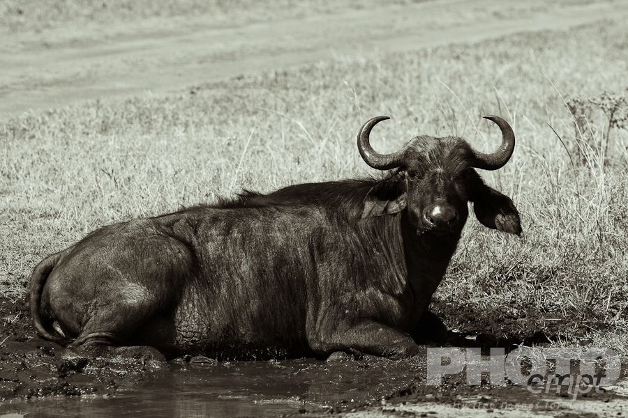 Wildlife  of East Africa