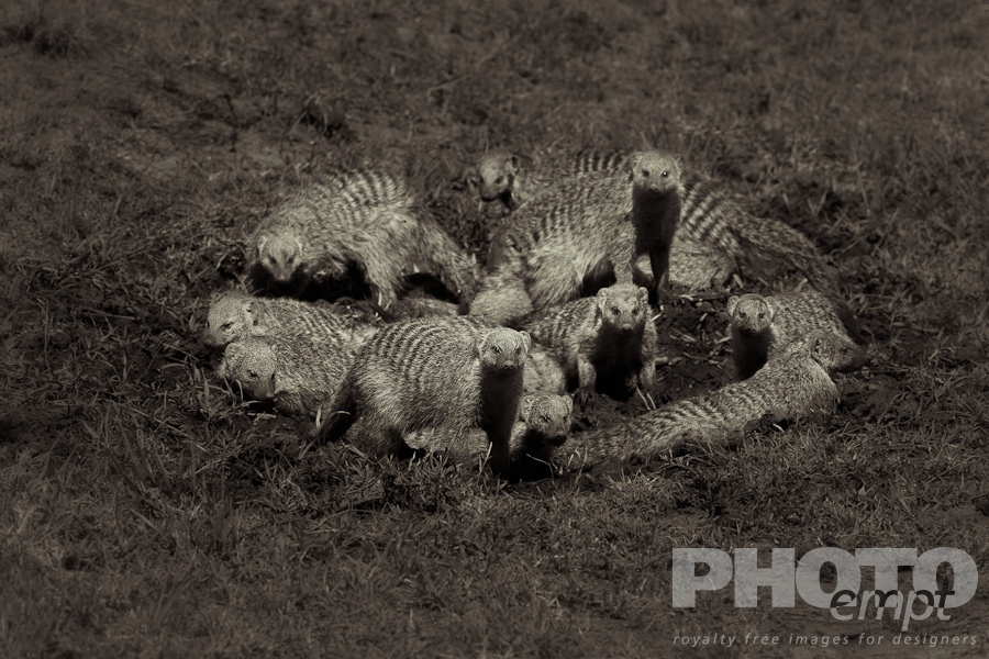 Wildlife  of East Africa