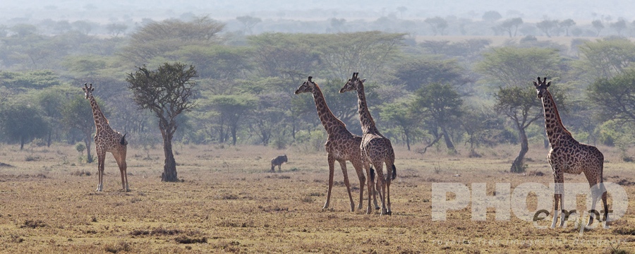 Wildlife  of East Africa
