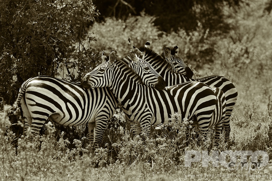 Wildlife  of East Africa