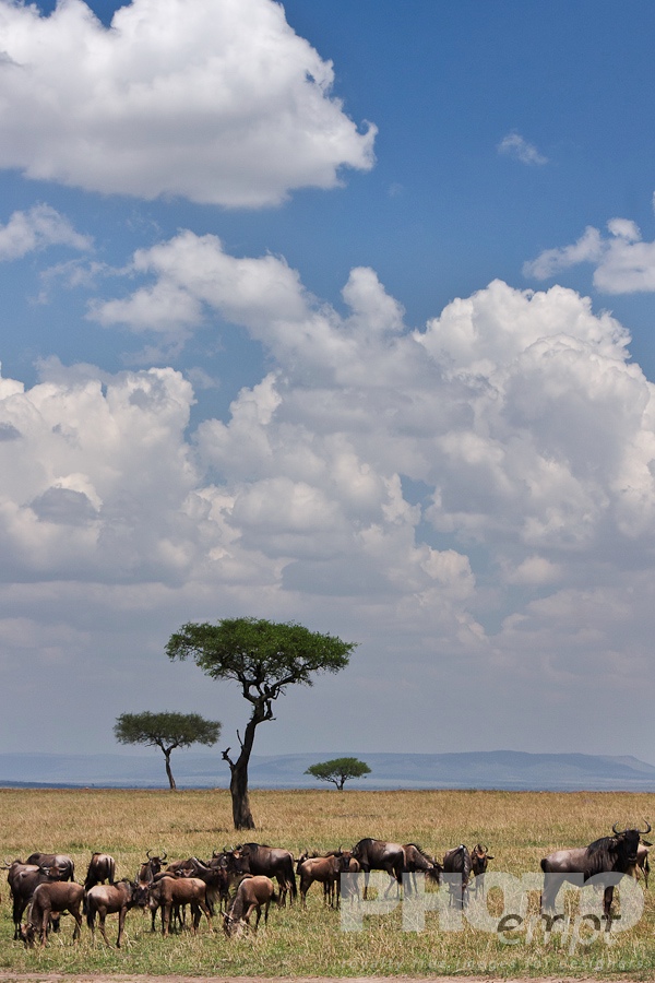 Wildlife  of East Africa