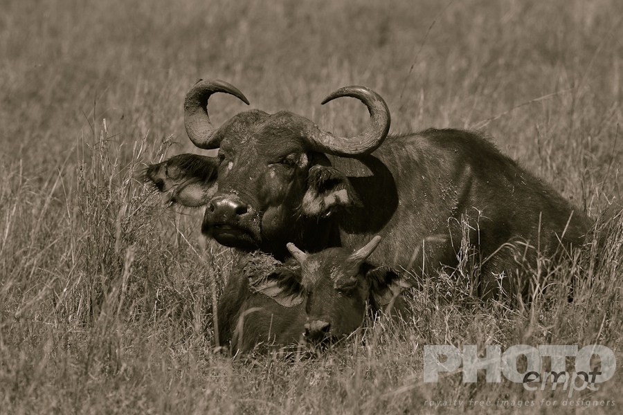 Wildlife  of East Africa