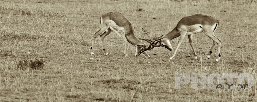 Wildlife  of East Africa