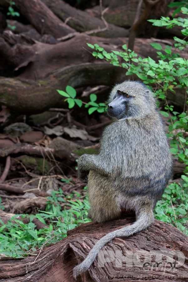 Wildlife  of East Africa