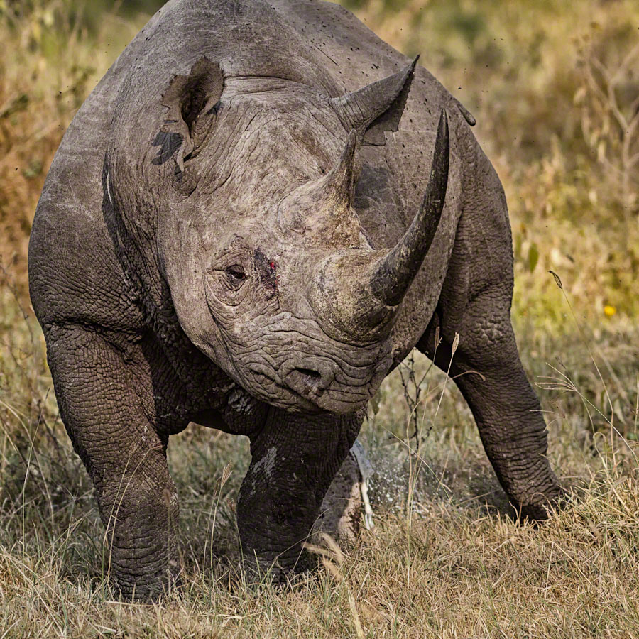 African Safari: Lake Nakuru
