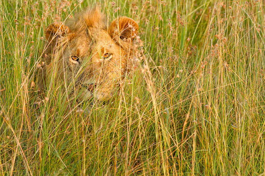 Kenya  Safari -Maasai Mara