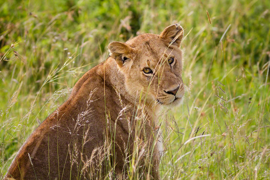 Kenya  Safari -Maasai Mara