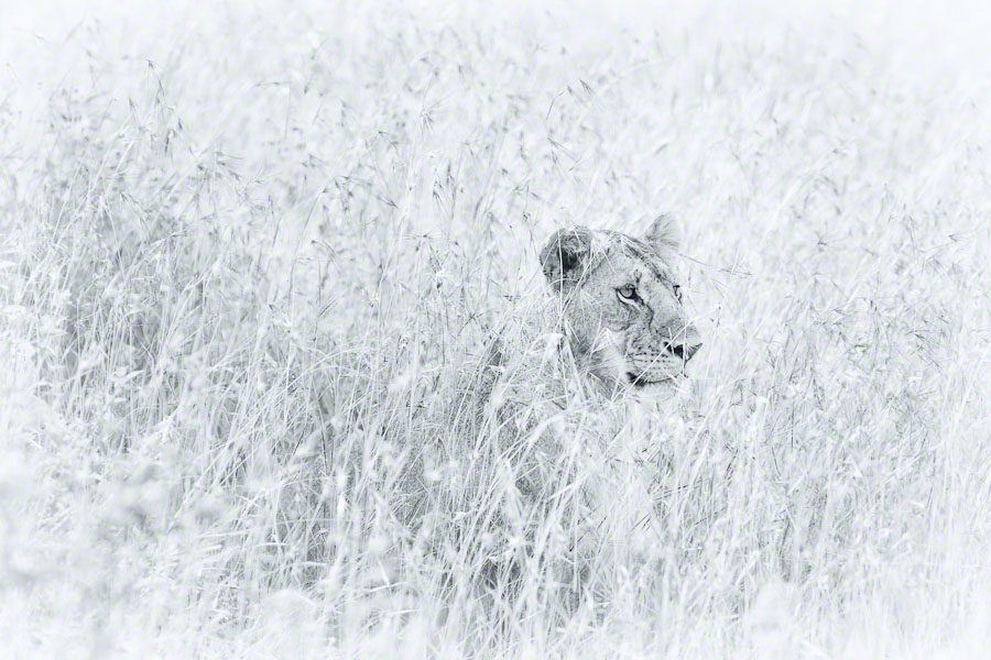 Kenya  Safari -Maasai Mara