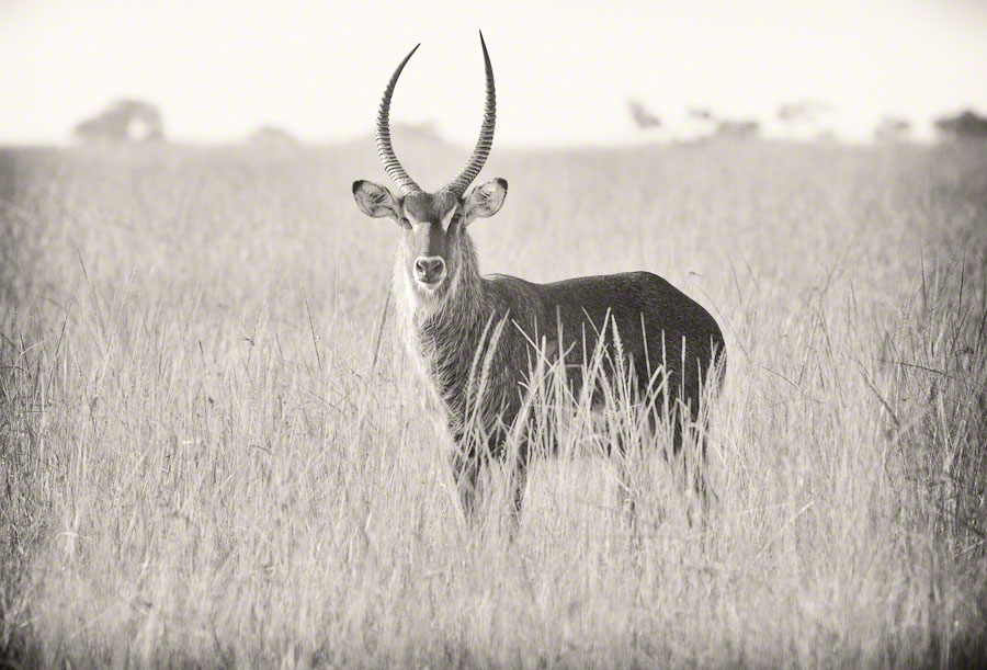 Kenya  Safari -Maasai Mara