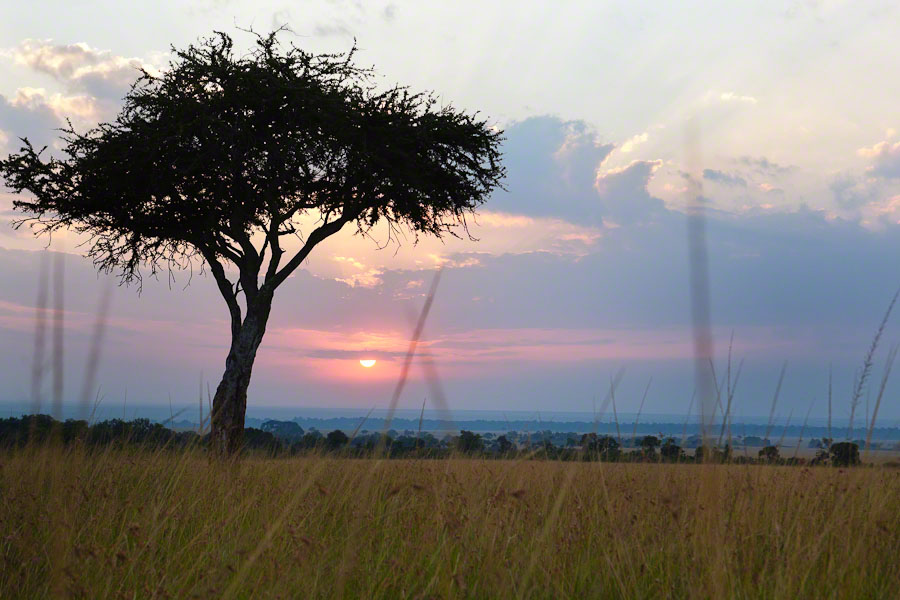 Kenya  Safari -Maasai Mara