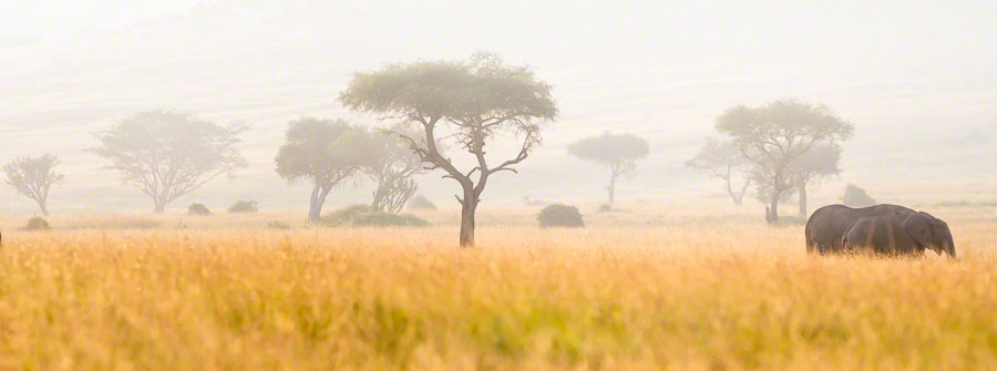 Kenya  Safari -Maasai Mara