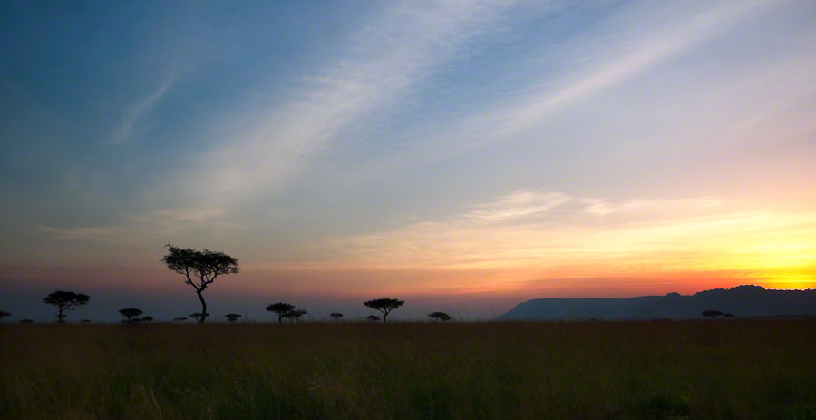 Kenya  Safari -Maasai Mara
