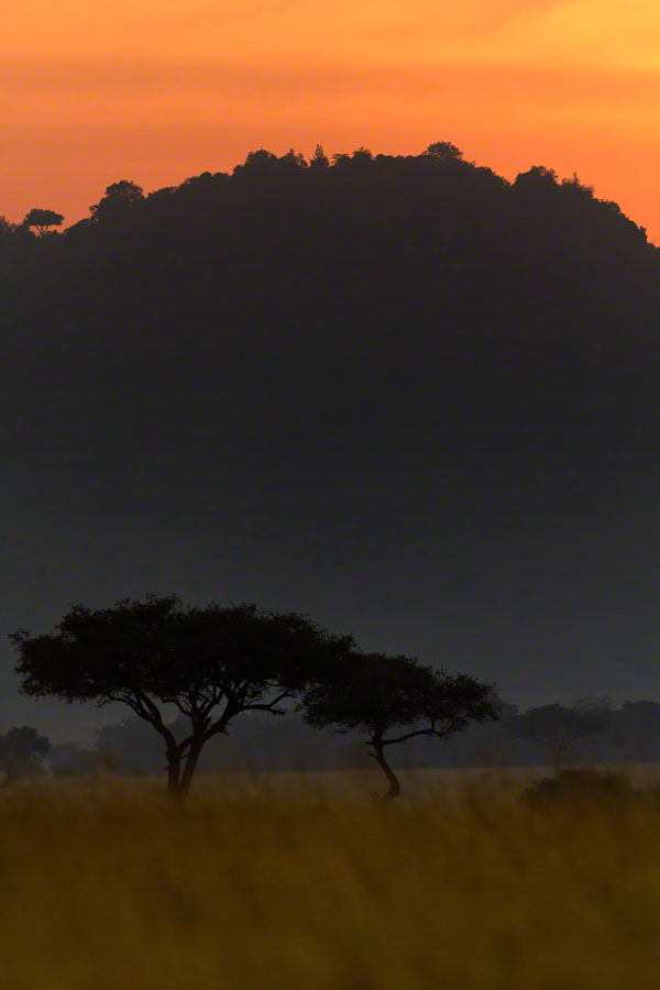 Kenya  Safari -Maasai Mara