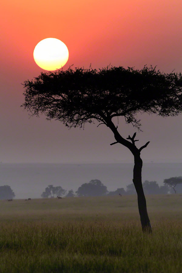 Kenya  Safari -Maasai Mara