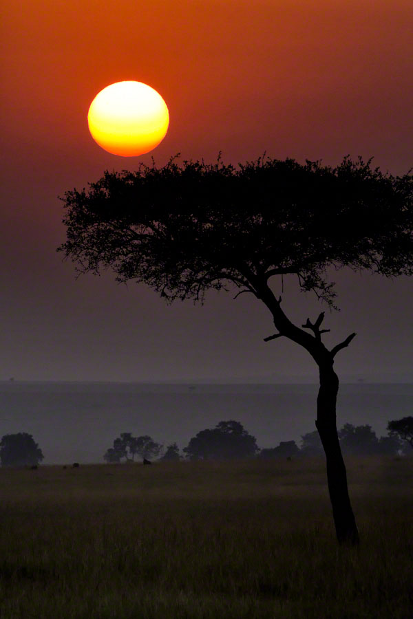 Kenya  Safari -Maasai Mara