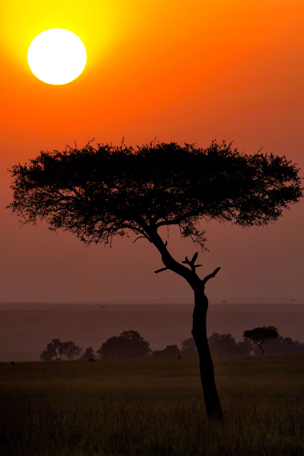 Kenya  Safari -Maasai Mara