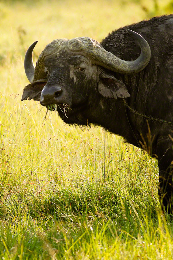 Kenya  Safari -Maasai Mara
