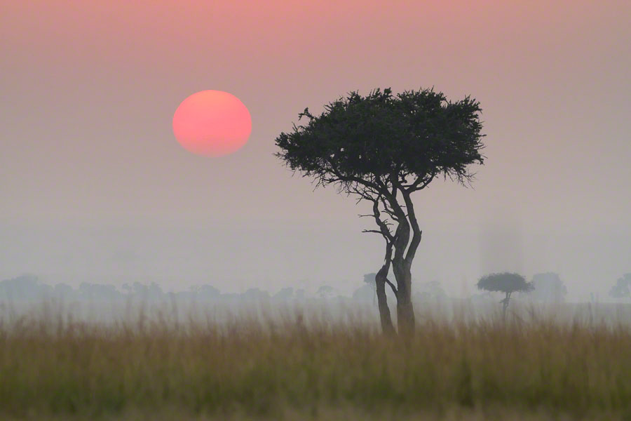 Kenya  Safari -Maasai Mara